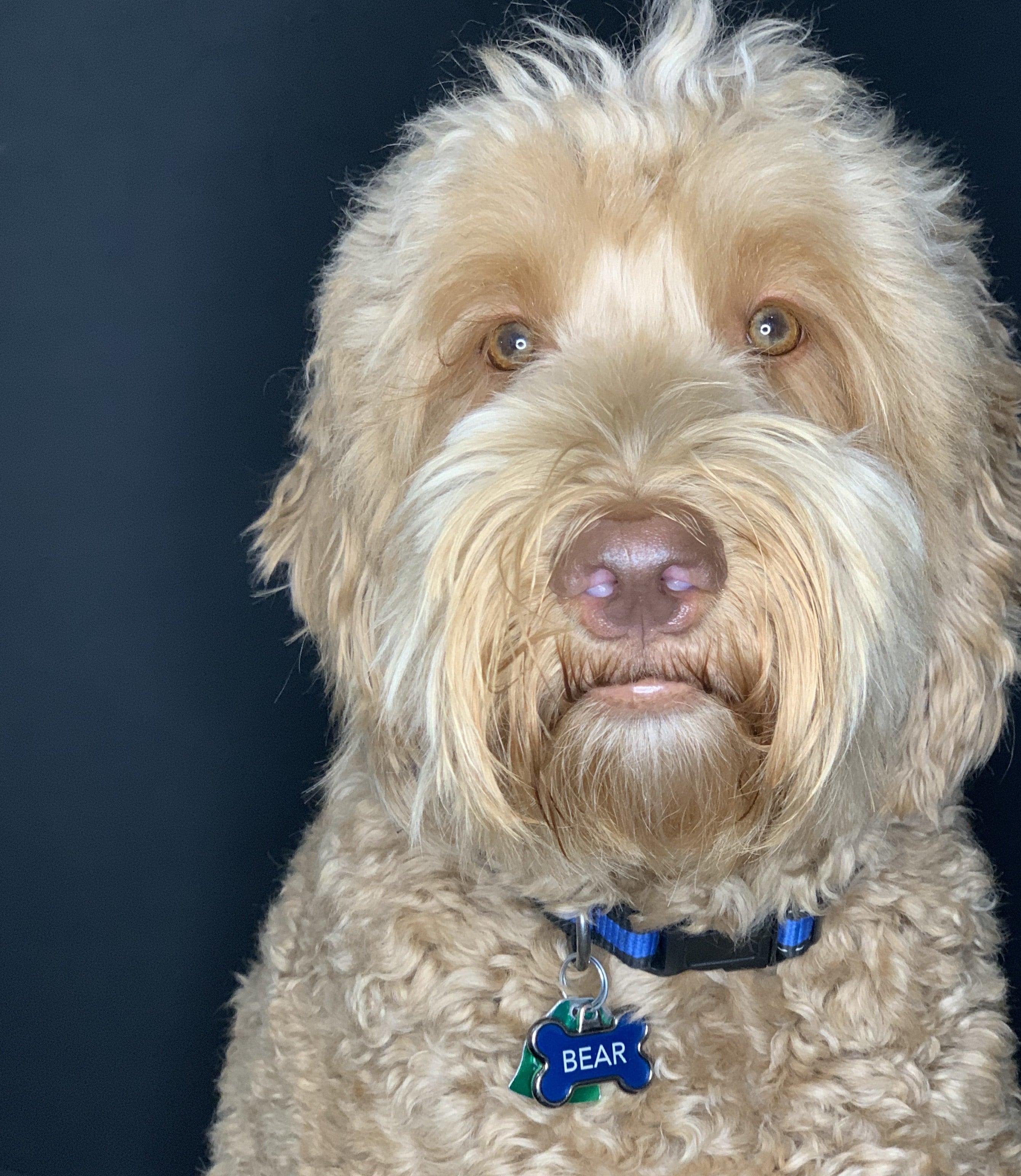 head shot of labradoodle- fawn color w/ brown nose and sweet face